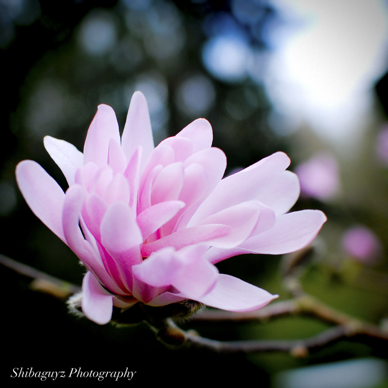 Spring Flowers Print by Shibaguyz Photography