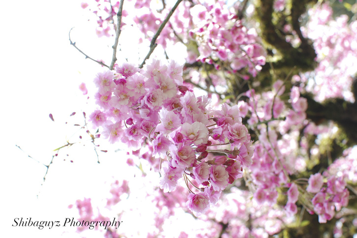 Cherry Blossoms - Shibaguyz Photography